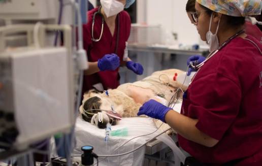 El Hospital Clínico Veterinario de la CEU UCH presta atención veterinaria a animales afectados