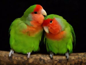 Revelan el interruptor genético de la diversidad de color de los loros