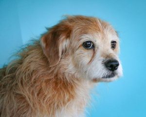Radio Intercontinental y Canal 33 celebran el Mes de la Mascota con entrevistas y buzón de fotos de animales de compañía
