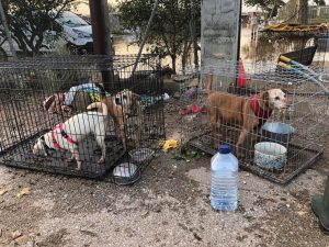 La Generalitat activa protocolos de atención y rescate de urgencia para animales de protectoras y centros