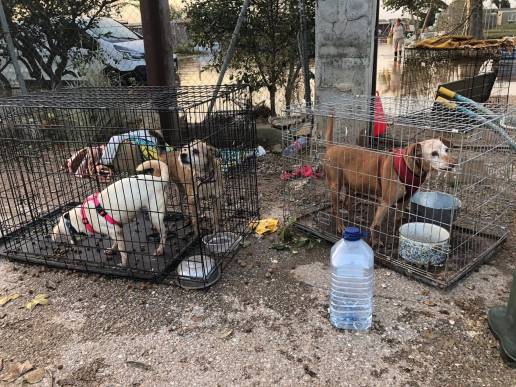 La Generalitat activa protocolos de atención y rescate de urgencia para animales de protectoras y centros
