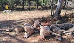 Investigado un ganadero de Zafra (Badajoz) por abandonar en caminos a siete ovejas muertas y dos agonizantes