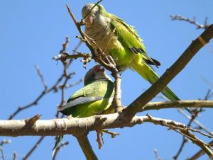 Investigadores de la UAM estudian bacterias y parásitos zoonóticos en la fauna urbana de Madrid