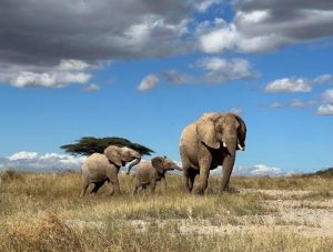Las poblaciones de elefante africano cayeron un 77% en medio siglo
