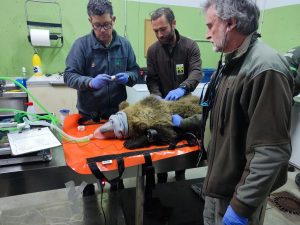 Liberado el osezno recogido en Barniedo (León) tras un proceso de recuperación de más de tres meses