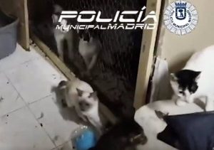Rescatados más de 51 gatos entre heces y sin alimentos en un local de Ciudad Lineal