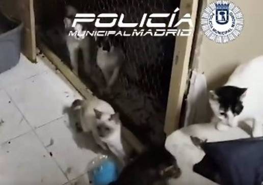 Rescatados más de 51 gatos entre heces y sin alimentos en un local de Ciudad Lineal