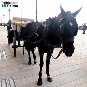 Inmovilizan un caballo de una galera en Dalt Murada, en Palma, por desnutrición