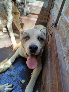 Condenados dos cazadores por maltrato a nueve perros que tenían encadenados sin comida ni agua