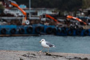 Detectados focos de gripe aviar en gaviotas en tres municipios coruñeses