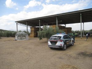 Dos investigados en Alcaudete por la muerte con alimento contaminado de 13 caballos de pura raza