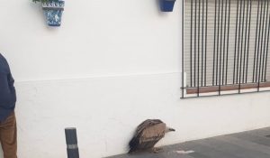 Rescatan a un buitre leonado de la vía pública en Mijas (Málaga)