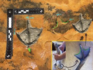 Huellas fosilizadas revelan la presencia de flamencos en Doñana hace 150.000 años, las primeras de Europa