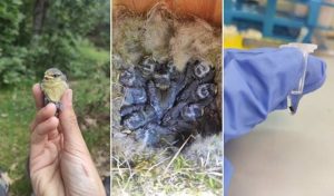 El sexo y comportamiento de aves en el nido influyen en la probabilidad de que les piquen los insectos, según un estudio