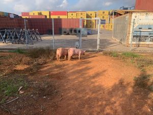 El Consell ratifica la emergencia para la retirada de cadáveres de animales y el suministro de pienso