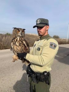 Agentes Forestales rescatan un búho real herido tras chocar contra la catenaria de un tren en Alcalá