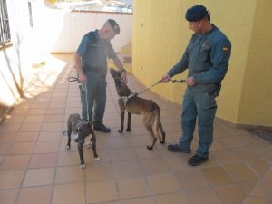 Investigado por el abandono de dos perros en la casa que ocupaba en Almuñécar