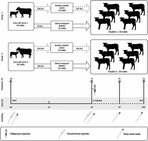Comparación de bacterias patógenas en las vías respiratorias superiores e inferiores del ganado bovino, ya sea transportadas directamente a un corral de engorde o mezcladas en mercados de subastas antes de la colocación en el corral de engorde