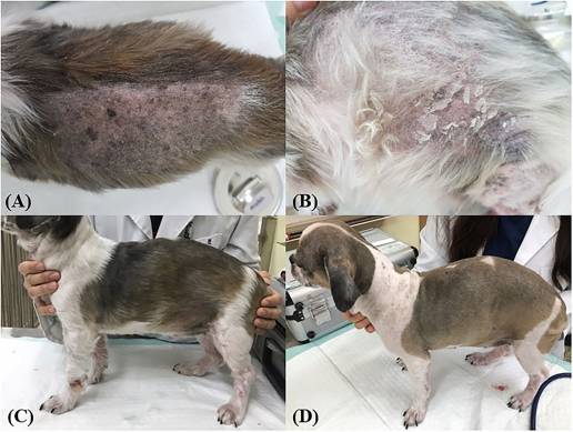 La inducción de la autofagia mejora las condiciones de la piel y el pelo en perros con enfermedades subyacentes