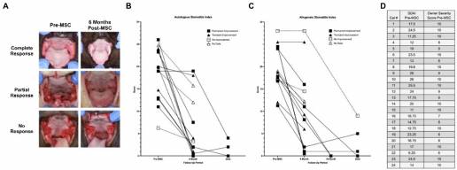 Terapia con células estromales mesenquimales para la gingivoestomatitis crónica felina: experiencia a largo plazo