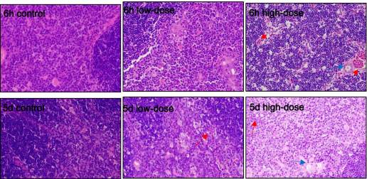 Modelo de estrés oxidativo de lipopolisacárido combinado con inductor de trombina en pollos de engorde