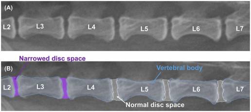Desarrollo de un modelo de aprendizaje profundo para la detección automática de sitios de espacio de disco intervertebral estrechos en imágenes de rayos X laterales caudales, torácicas y lumbares de perros