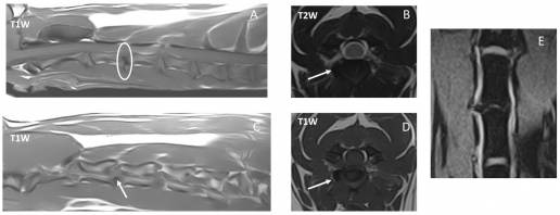 Serie de casos: Extrusiones de disco intervertebral cervical lejano y cervical extremo lateral/foraminal combinadas en 10 perros