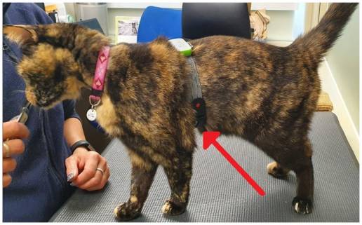 Investigar el efecto que tiene una dosis única de cannabidiol en las medidas de estrés en gatos cuando son transportados en un transportín y se encuentran con una persona nueva en un entorno desconocido