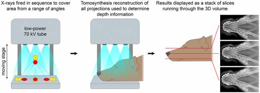 Rendimiento diagnóstico de la radiografía dental y la tomosíntesis digital para la identificación de estructuras anatómicas en perros