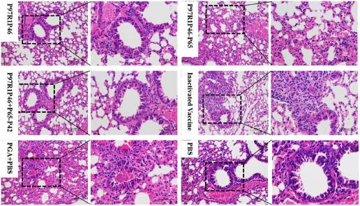 Una vacuna de subunidades basada en P97R1, P46, P42 y P65 de Mycoplasma hyopneumoniae puede inducir una respuesta inmunitaria significativa en lechones