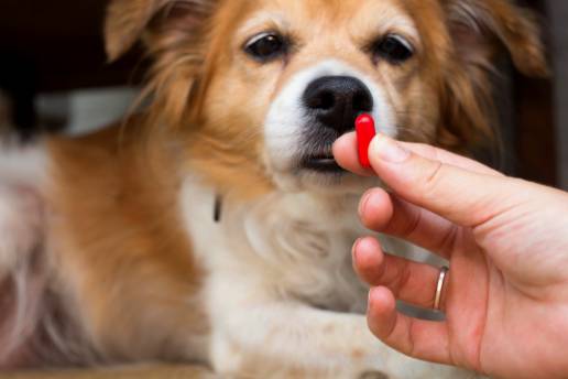 Canis lupus familiaris y diclofenaco: comprender los riesgos potenciales de esta asociación