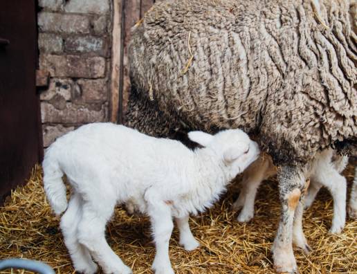 Una encuesta transversal de la prevalencia informada por los agricultores y las prácticas de manejo de las granjas asociadas con la artritis infecciosa neonatal (