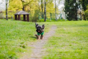  Dueños de perros se concentran para reclamar al Gobierno que se frenen las multas por ir sueltos en parques