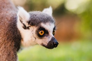 La huella humana y variaciones ecológicas influyen en la supervivencia del lémur, según un estudio