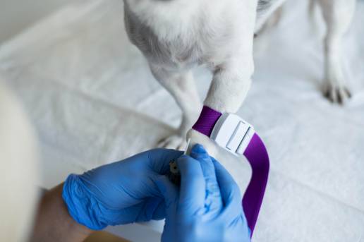 ¿Podemos predecir el hipoadrenocorticismo en perros con hipocortisolemia en reposo? Un modelo predictivo basado en variables clínicas, hematológicas y bioquímicas