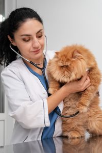 Veterinarios advierten de los riesgos para mascotas en las fiestas y recomiendan prevenir urgencias por excesos