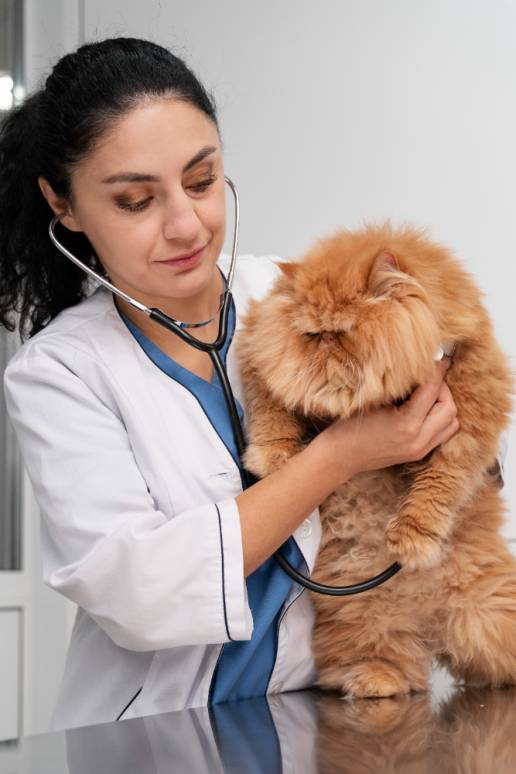 Veterinarios advierten de los riesgos para mascotas en las fiestas y recomiendan prevenir urgencias por excesos