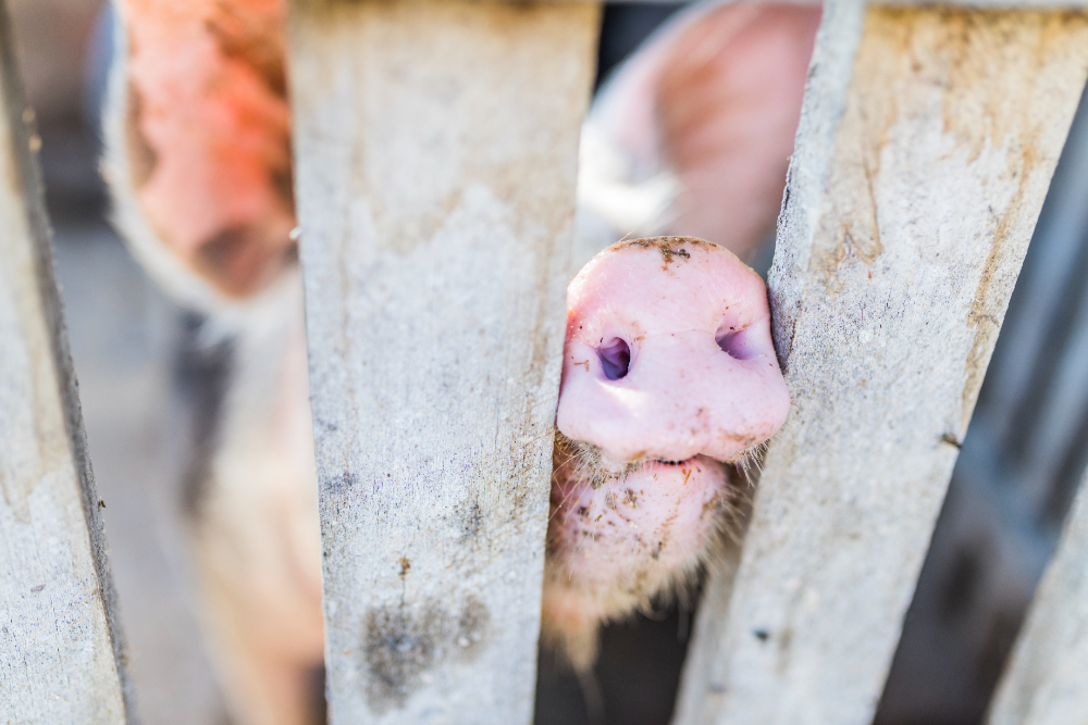 Los oligoelementos orgánicos mejoran el rendimiento del crecimiento, la capacidad antioxidante y la microbiota intestinal en los cerdos de engorde