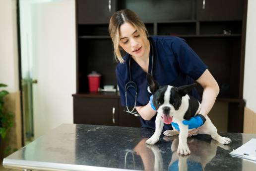 Un ciberataque al Colegio de Veterinarios compromete datos de titulares de mascotas en CyL