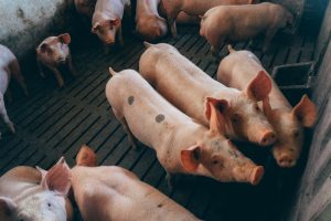 Novedades incluidas en ECOGAN para 2025