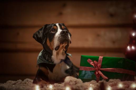 Los veterinarios de Toledo advierten sobre la responsabilidad de regalar animales en Navidad