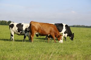 La alimentación del ganado de pastoreo con algas reduce las emisiones de metano en casi un 40%