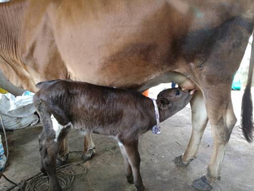 Influencia de la nutrición materna y la suplementación con metabolitos de un carbono en los péptidos antimicrobianos bovinos en tejidos fetales y maternos