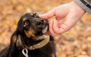 Los perros usan combinaciones de dos palabras para comunicarse