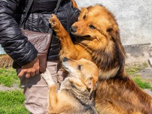 La Diputación de Ourense abrirá en 2025 una línea de subvenciones a asociaciones de protección animal