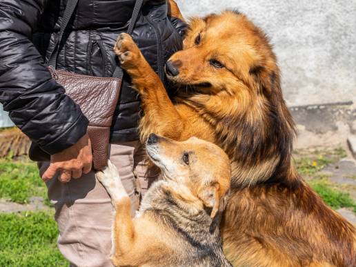 La Diputación de Ourense abrirá en 2025 una línea de subvenciones a asociaciones de protección animal