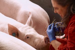 Boehringer Ingelheim cierra una nueva temporada del podcast de salud y bienestar porcina “Meet the Expert”