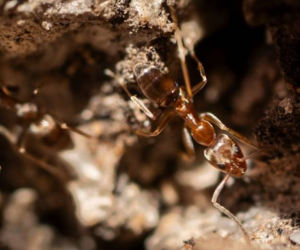 La hormiga argentina, el invasor entre los alcornoques de Doñana