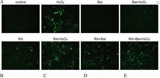 Evaluación del papel protector de la baicalina frente a la oxidación, inflamación y apoptosis impulsada porH2O2 en células epiteliales mamarias bovinas