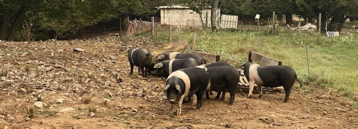 Cortisol de pelo de cerdos en granjas ecológicas mixtas: la influencia de la estación, el sistema de cría y el sexo